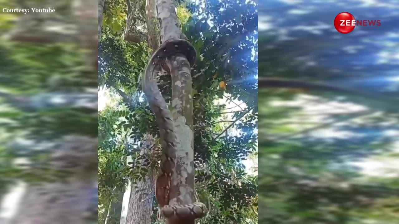 पलक झपकते ही पेड़ पर चढ़ गया कोबरा, वीडियो देखकर लोग बोले- सांप है या बंदर