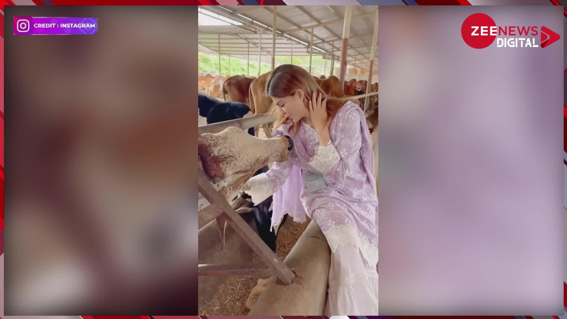 Jacqueline Fernandez ने वीडियो में गाय के साथ की मस्ती, एक्ट्रेस की सादगी पर फैंस का आया दिल