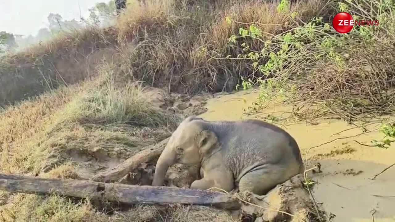 कीचड़ में फंसा हाथी, निकालने के लिए वन विभाग को बुलवानी पड़ गई JCB; सामने आया वीडियो
