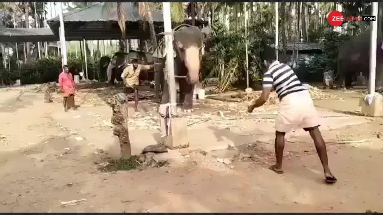 Viral Video: ग्रुप के साथ क्रिकेट खेलता दिखा हाथी, जड़ दिए कई चौके-छक्के, वायरल हुआ वीडियो