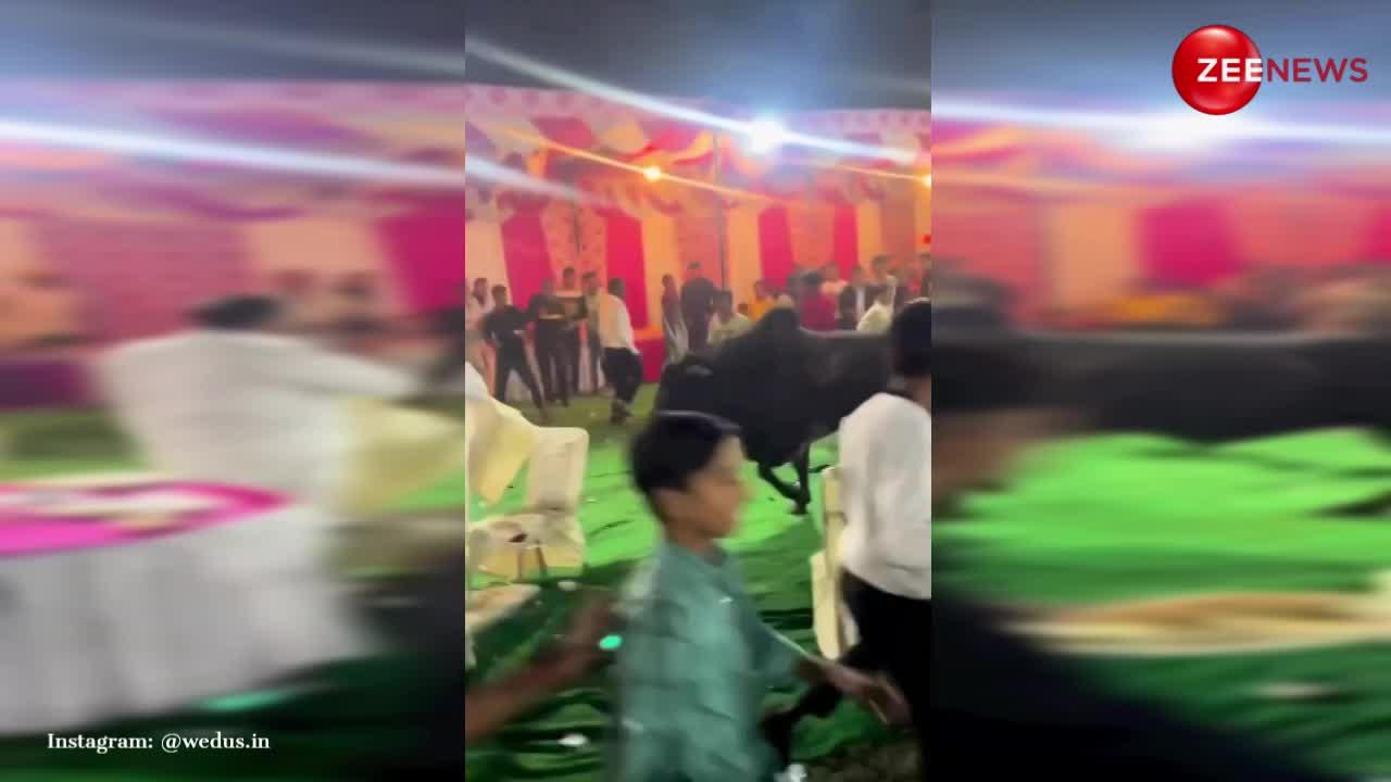 Viral Video: चलती शादी में घुस गया आवारा सांड, फिर जो हुआ पेट पकड़कर हंसेंगे