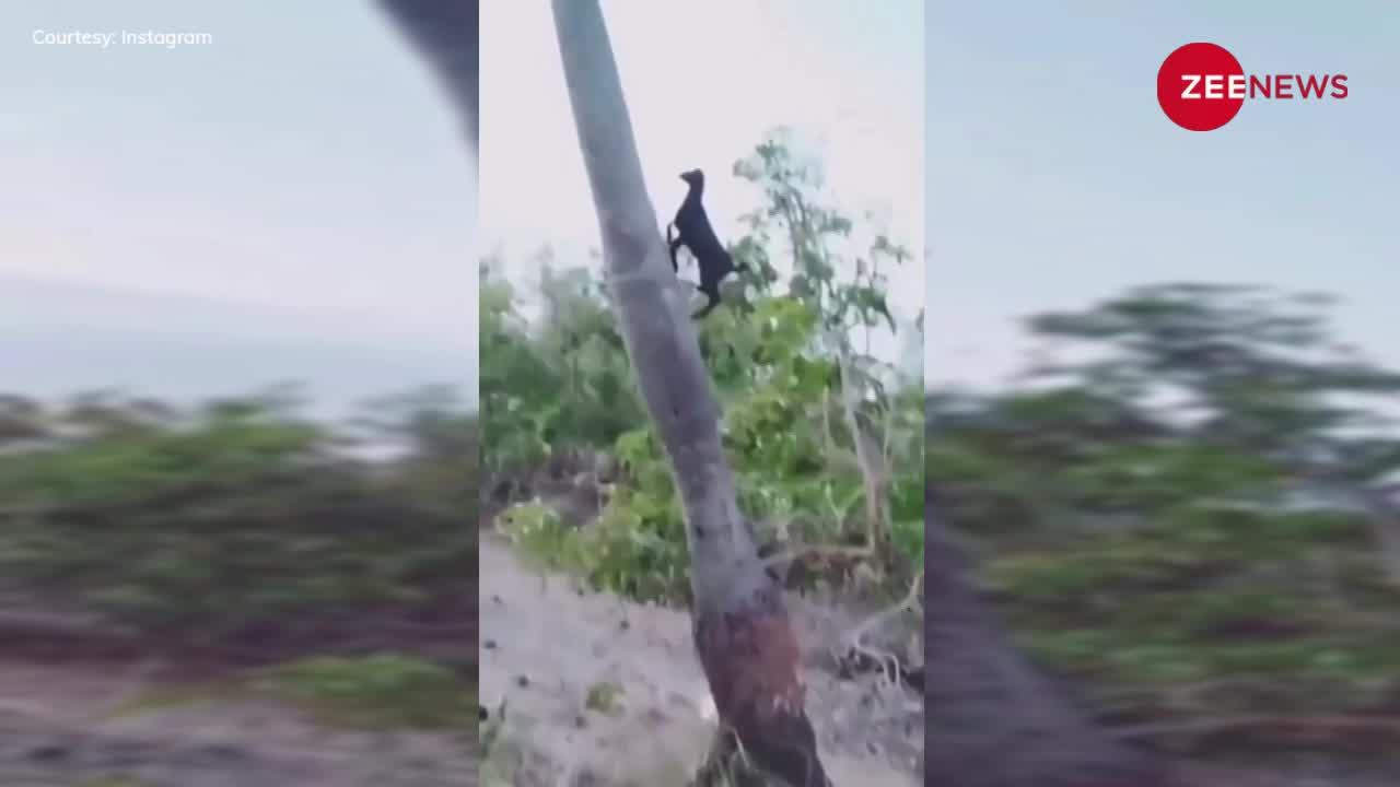 Funny Video: सरपट पेड़ पर चढ़ी बकरी लेकिन नीचे उतरने में छूट गए पसीने, धड़ाम से जमीन पर गिर पड़ी