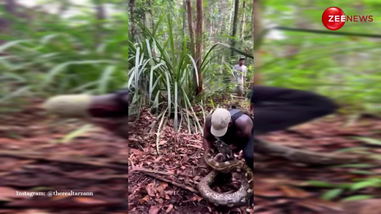 Viral News: घने जंगल में विशाल अजगर को पकड़ता दिखा शख्स, वायरल हुआ इंसान-जानवर की कुश्ती का वीडियो