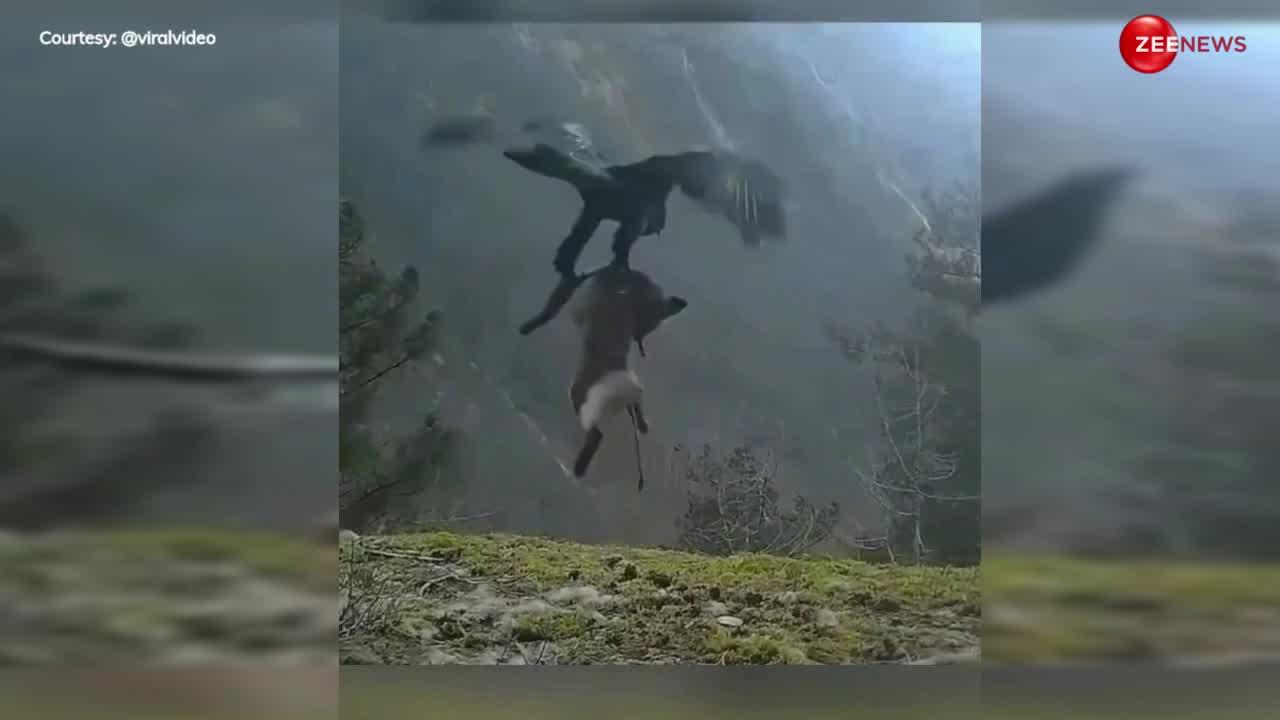 Eagle Video: बाज ने किया भारी-भरकम लोमड़ी का शिकार, पंजों में दबाकर आसमान में उड़ा ऐसे, जैसे गब्बर ने बसंती को उठाया हो.