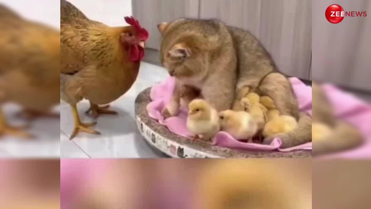 चूजों ने बिल्ली को समझ लिया अपनी मां, फिर जब मुर्गी पहुंची तो ताकती रह गई अपने बच्चे लेकिन नहीं मिला भाव