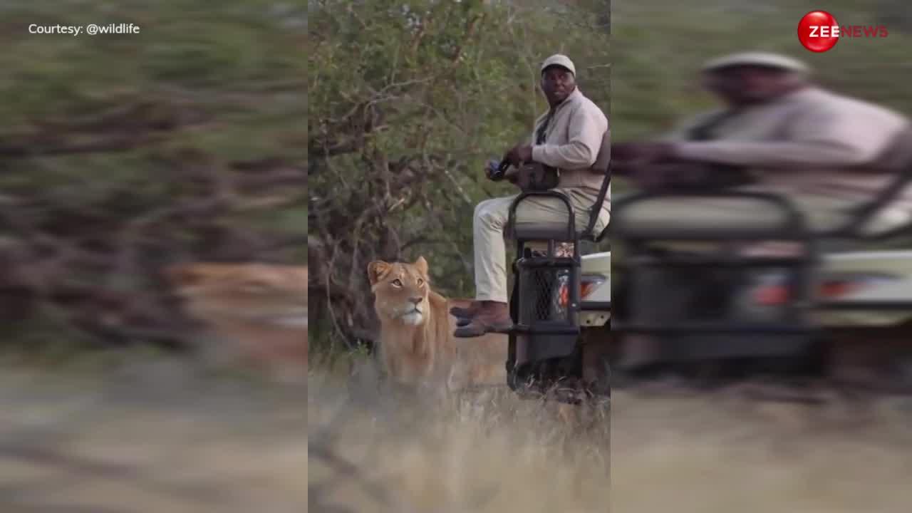Lion Video: जंगल में अनजान था युवक, अचानक सामने खड़ा हो गया बब्बर शेर, फिर....