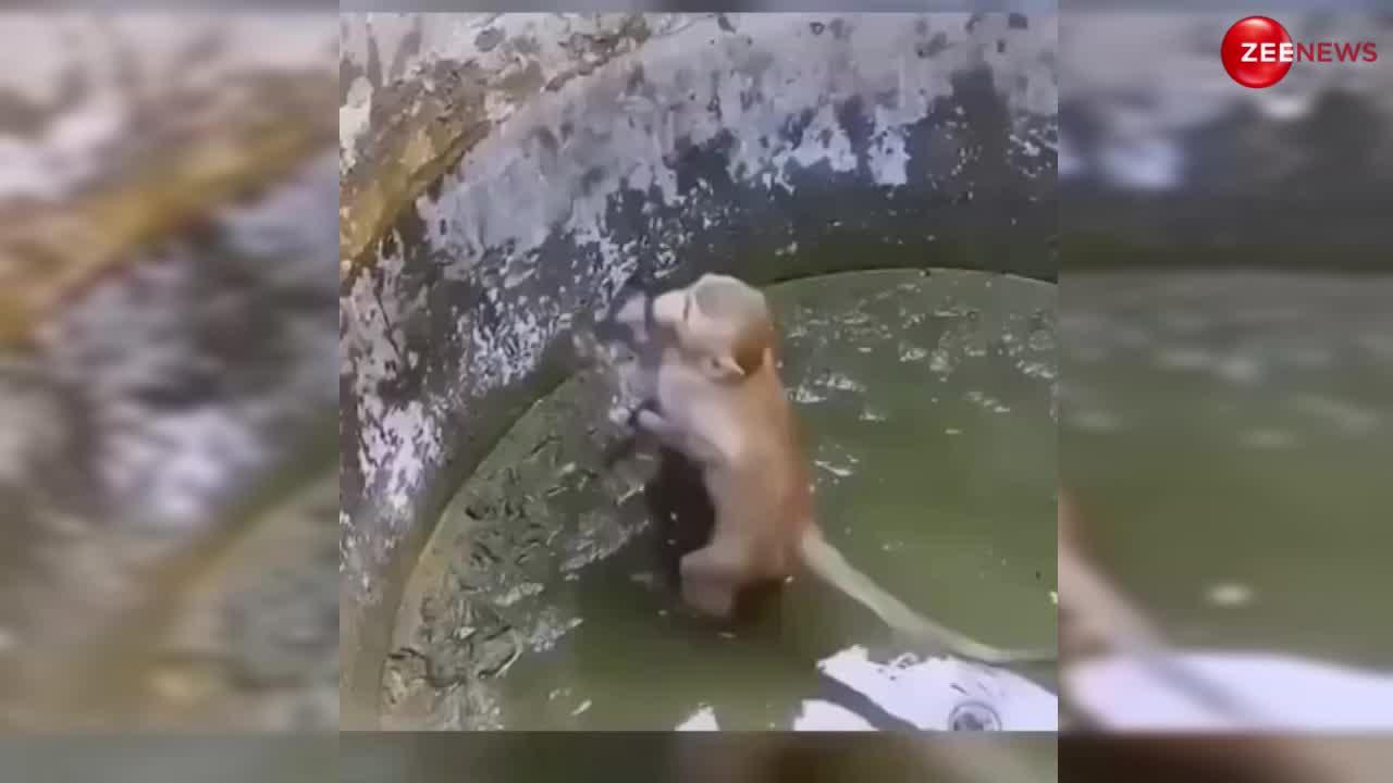 Monkey-Cat Video: बिल्ली को बचाने के लिए बंदर ने अपनी जान जोखिम में डाली, हीरो की तरह लगा डाली कुए में छलांग लेकिन फिर भी...