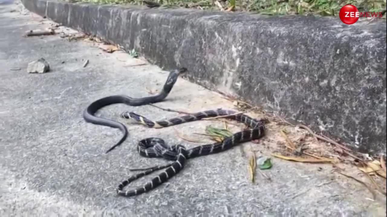 King Cobra: भारतीय किंग कोबरा के सामने फीका है चाइनीज कोबरा, जमीन पर सुस्त पड़ा रहा देख लोग बोले- पटाखे की तरह इसकी भी हवा निकल गई...