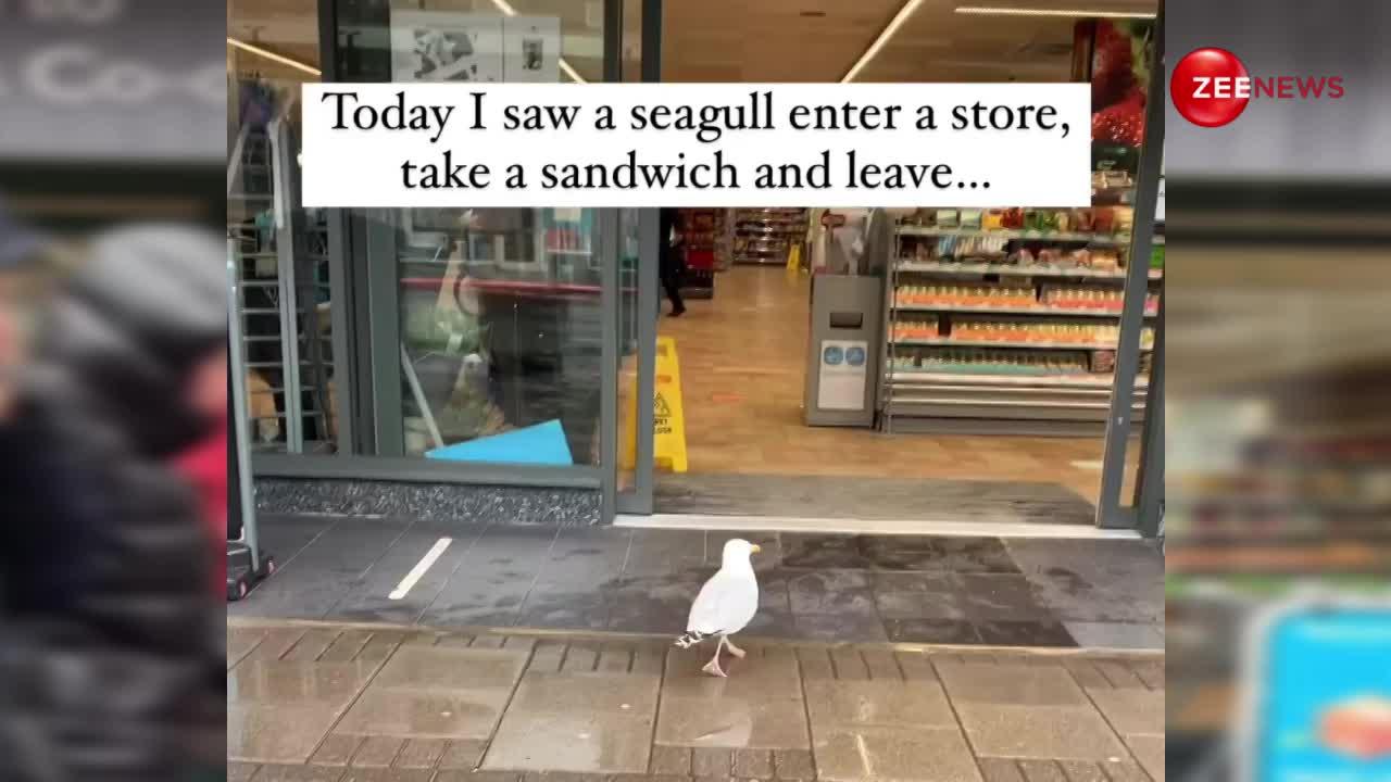 भूख लगने पर इस पक्षी ने की दुकान में दिन-दहाड़े चोरी, इंटरनेट पर खूब वायरल हो रहा Video