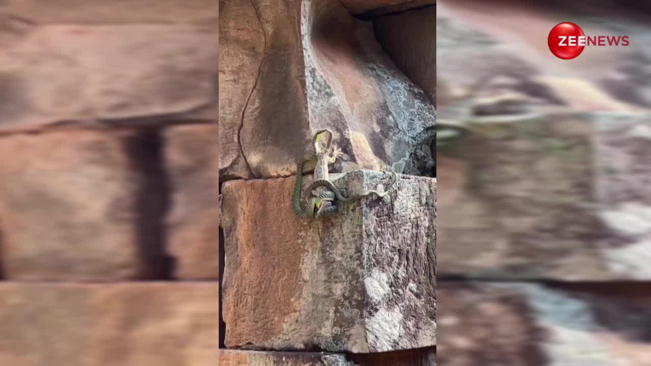 King Cobra ने अकेले इन दो जानवरों को लपेटा, सांस लेना कर दिया मुश्किल, देखें Video