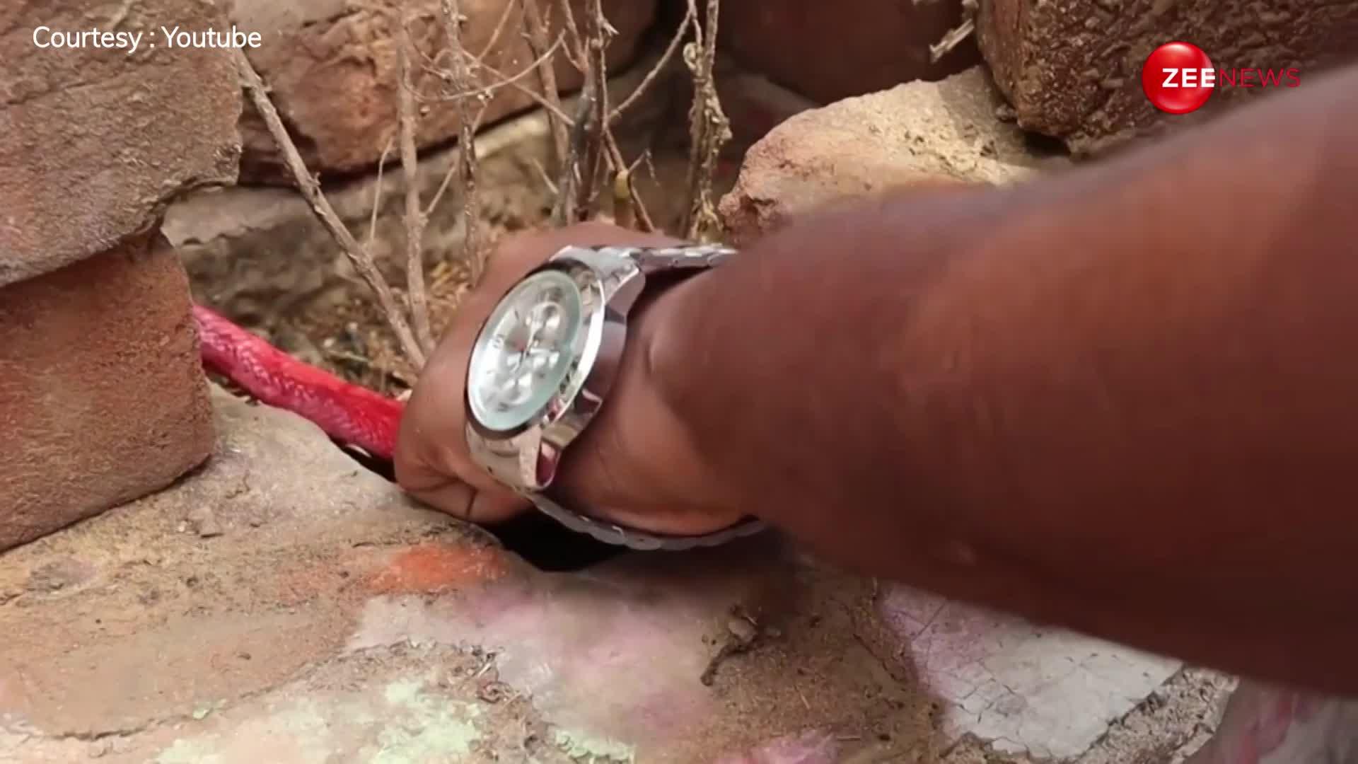 भारत में पहली बार दिखा लाल रंग का किंग कोबरा, घर की दीवार में छिपा बैठा था खतरनाक सांप