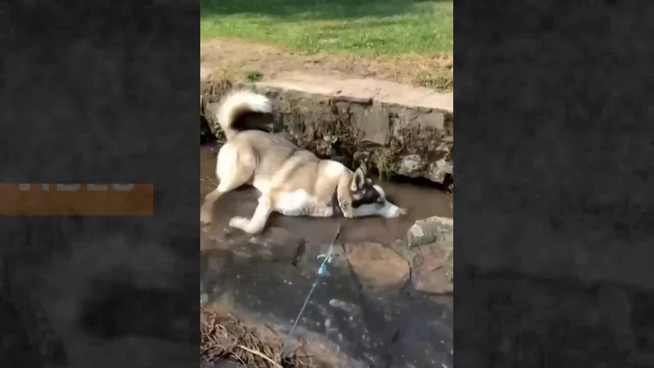 Viral Video: पानी में लेटकर Dog ने की मस्ती, Cute वीडियो के दीवाने हुए लोग!