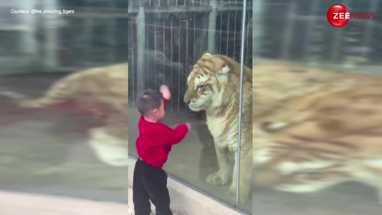 Lion Child Cute Viral Video: छोटे बच्चे के साथ बच्चा बना जंगल का राजा शेर, दोनों का ये क्यूट वीडियो हुआ वायरल