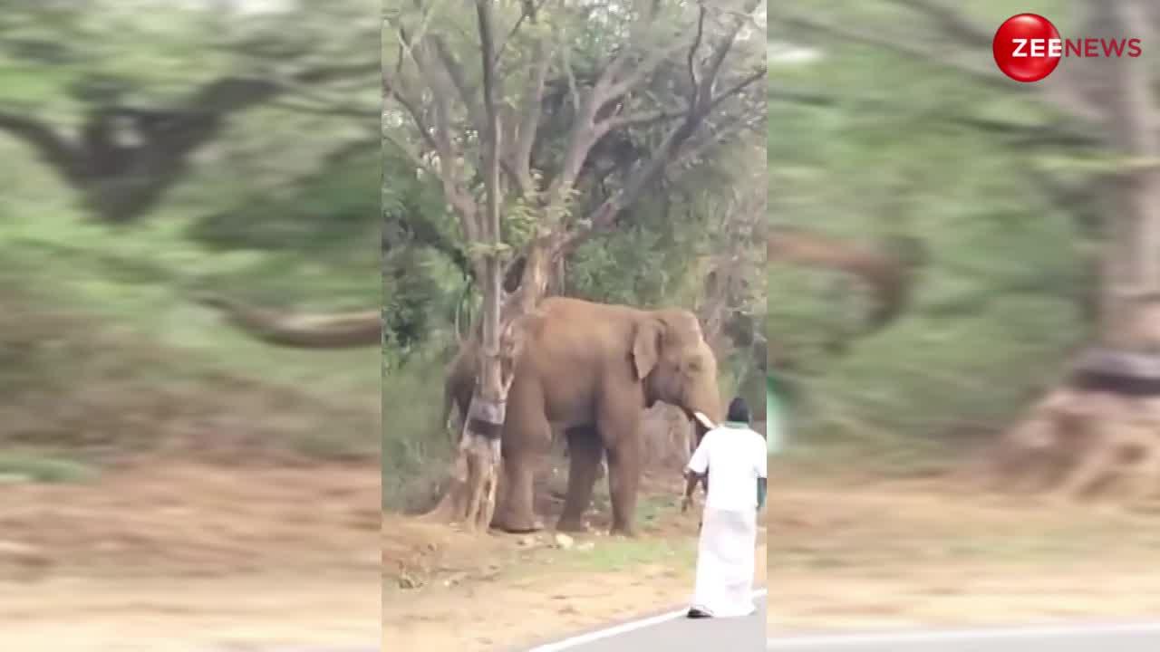 Elephant Viral Video: बीच जंगल युवक ने किया हाथी को परेशान, तो फूट पड़ा लोगों का गुस्सा!