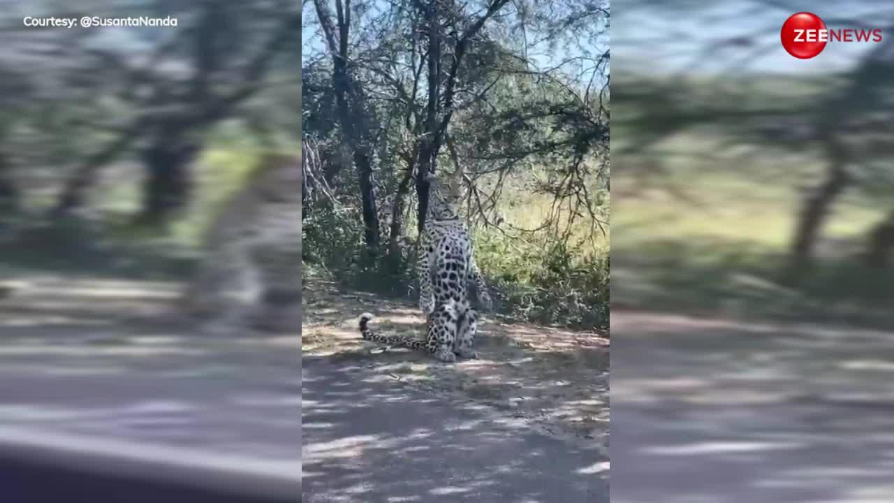 Leopard video: तेंदुए को जंगल में दिख गया पैपराजी वाला कैमरा! तो देने लगा बॉलिवुड एक्टर के जैसे खड़े होकर पोज