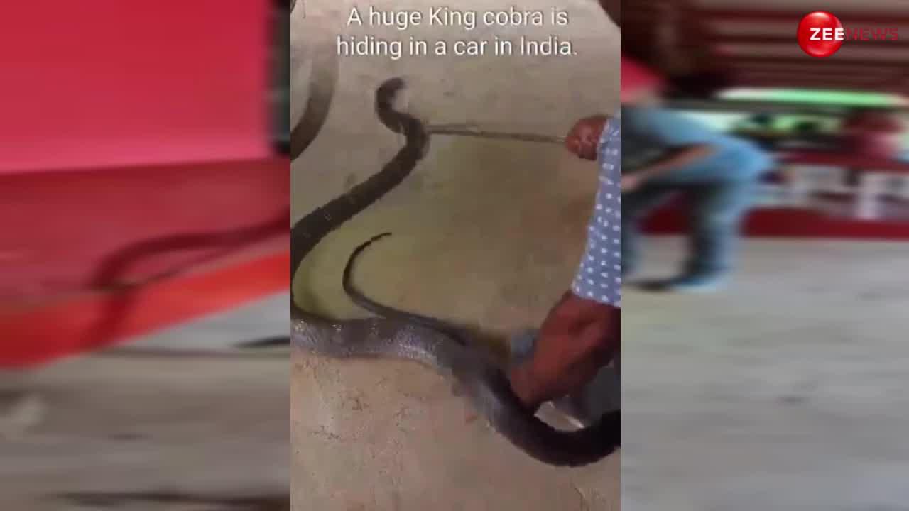 King Cobra Video: कार के अंदर छिपा बैठा था 20 फुट लंबा 30 किलो का किंग कोबरा, अटैक करने ही वाला था कि तभी हो गया खेल