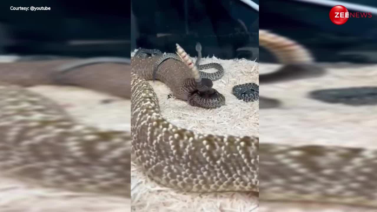 King Cobra: एक-एक करके ऐसे दिया कोबरा ने जिंदा बच्चों को जन्म, सांप की प्रेगनेंसी का नहीं देखा किसी ने ऐसा वीडियो