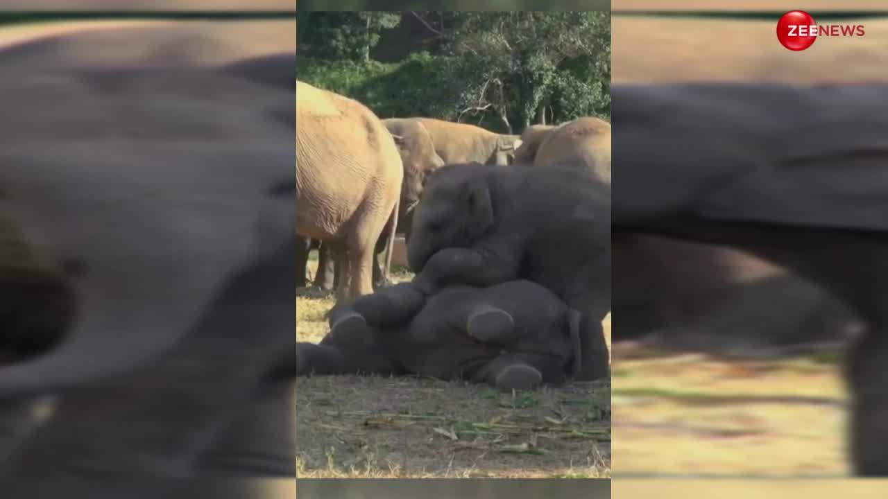 Baby Elephant: बेबी एलीफैंट का रोमांस वीडियो हुई वायरल, यूजर बोले-जानवरों के अंदर भी जवानी आ गई है