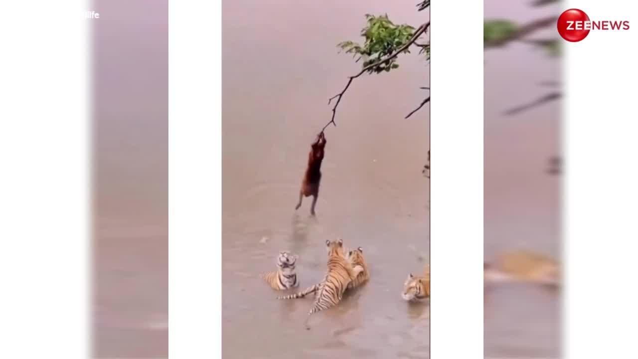 Tiger Monkey Video: पानी में ताक लगाए खड़े थे चार-चार चीता, बंदर निकला इनका मामा, पेड़ से ऐसे उठाया नीचे गिरा हुआ केला