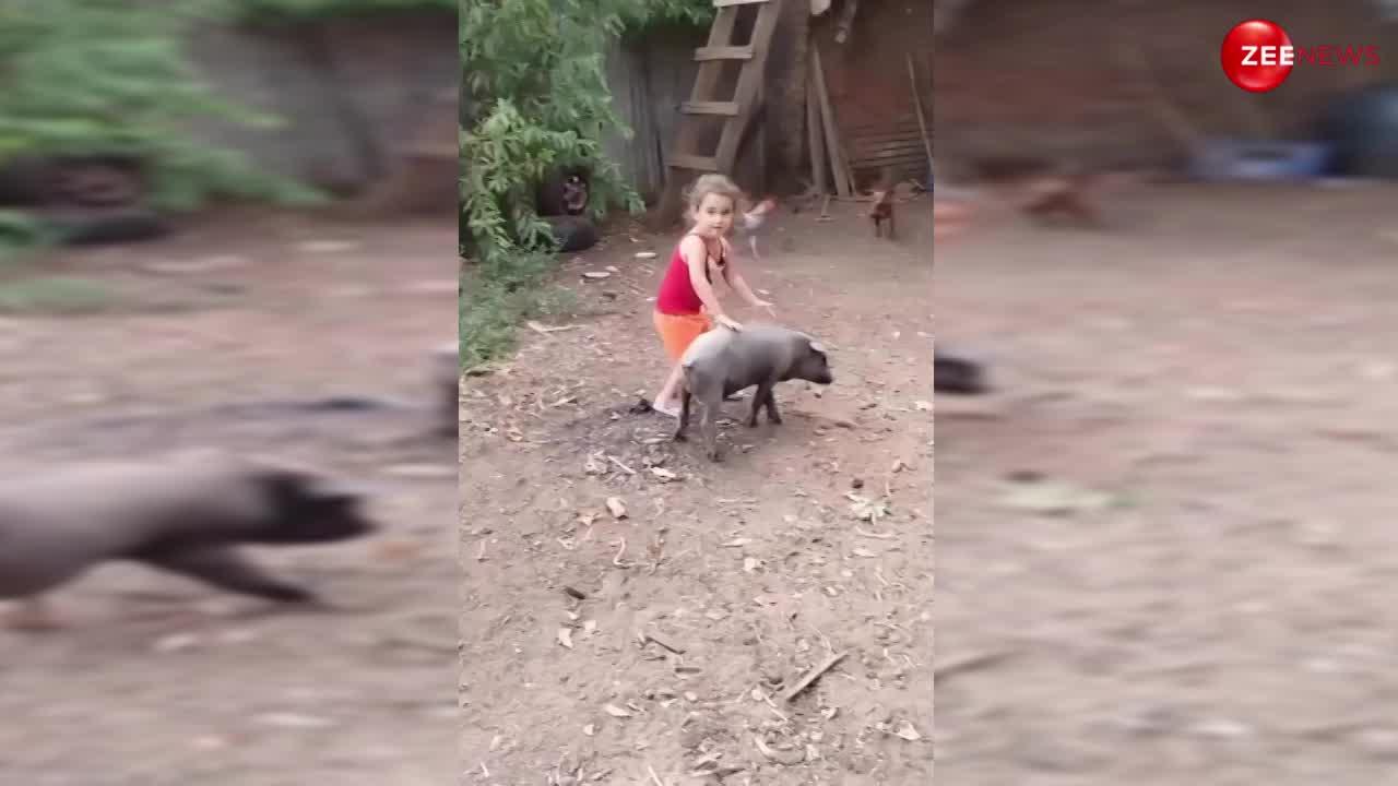 Boar-Little Girl Video: सुअर पर बैठकर सवारी कर रही थी छोटी बच्ची, तभी हुआ कुछ ऐसा, देख नहीं रुक रही लोगों की हंसी