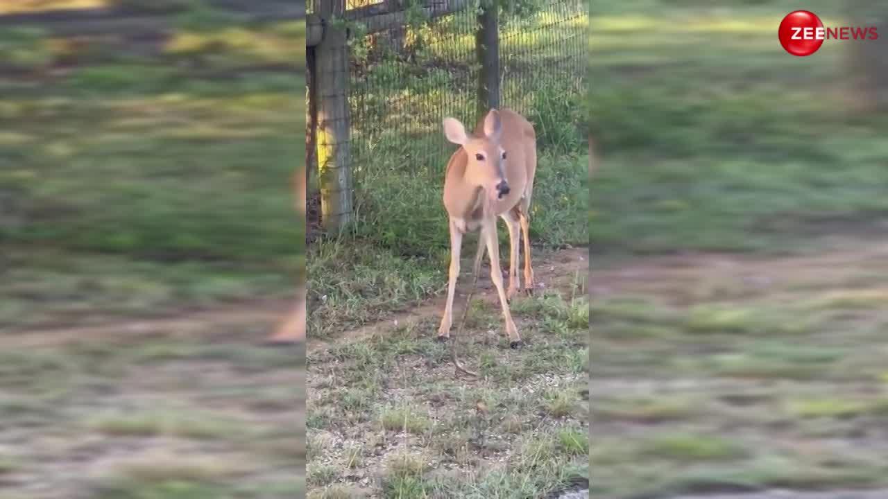 Deer Viral Video: भयानक भूख लगी तो जिंदा सांप खा गया हिरण का बच्चा, चबा-चबाकर लेते दिखा मजे