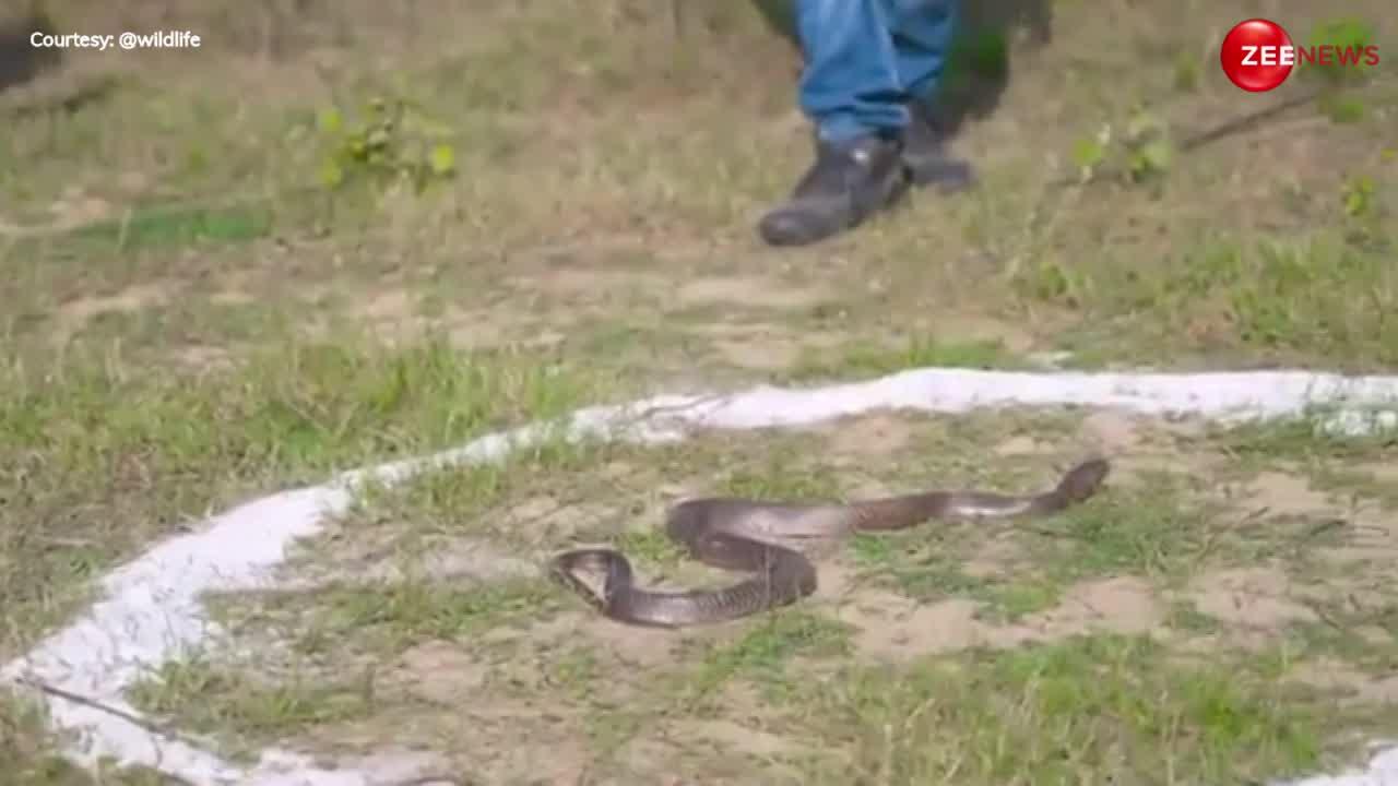 दुनिया का खतरनाक शिकारी किंग कोबरा सचमुच पार नहीं कर सकता हैं नमक का घेरा! वायरल हुआ नाग का ये वीडियो