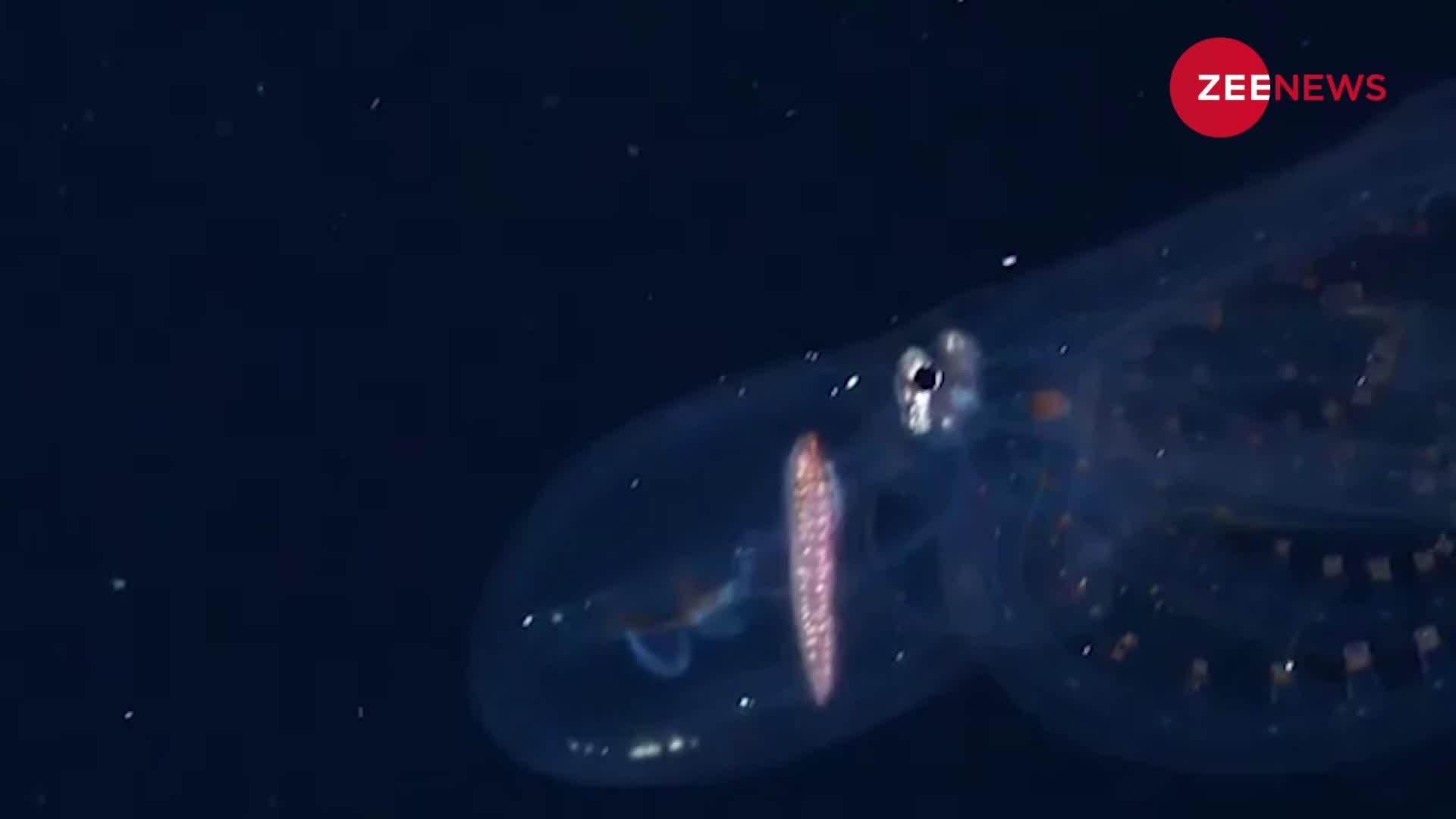 Viral Video: Transparent Skin वाली Octopus कैमरे में हुई कैद, गजब का ये वीडियो हुआ वायरल