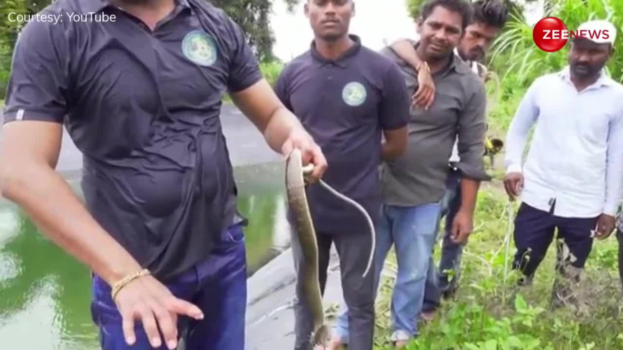 तालाब में गिरे 2 खतरनाक किंग कोबरा सांप, बड़ी मशक्त के बाद बाहर निकाले गए; नजारा देखने उमड़ी गांववालों की भीड़