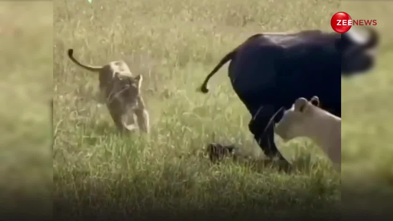 नए जन्मे भैंस के बच्चे की गर्दन दबोचने के लिए पहुंच गए शेर तभी आ गई मां, फिर जो हुआ रोंगटे खड़े कर देगा वीडियो