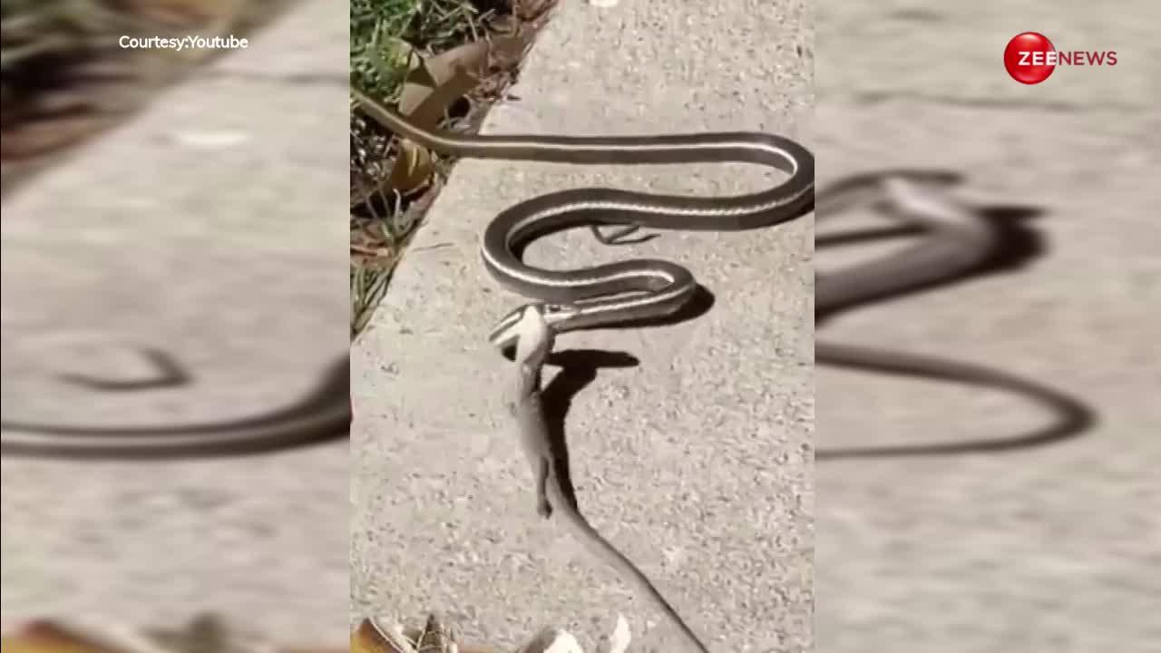 King Cobra: छिपकली ने किया सांप का शिकार, वीडियो देखकर चौंक जाएंगे आप