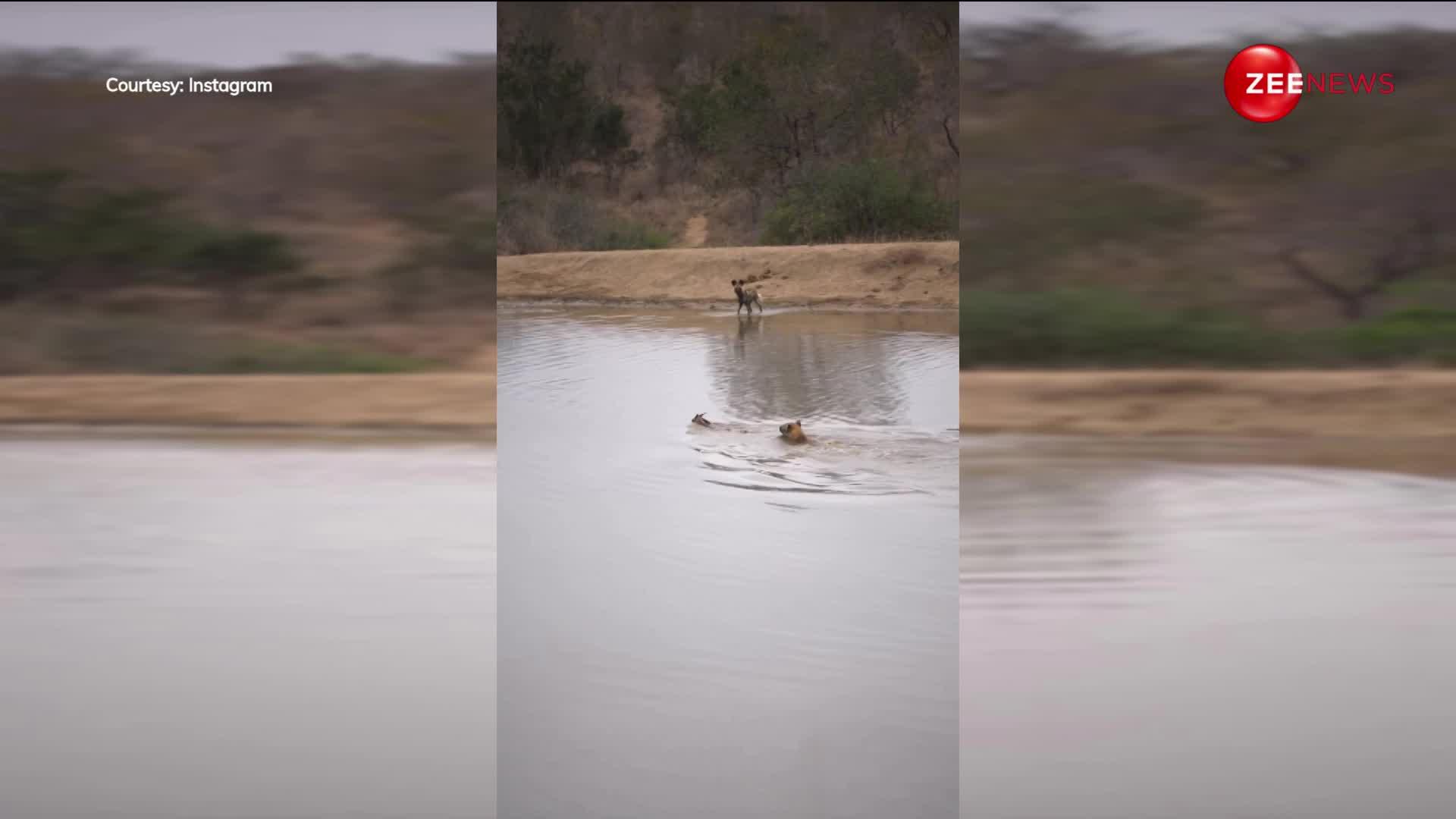 जंगली कुत्तों से जान बचाकर पानी में भागा हिरण, वहां मिल गया लकड़बग्घा