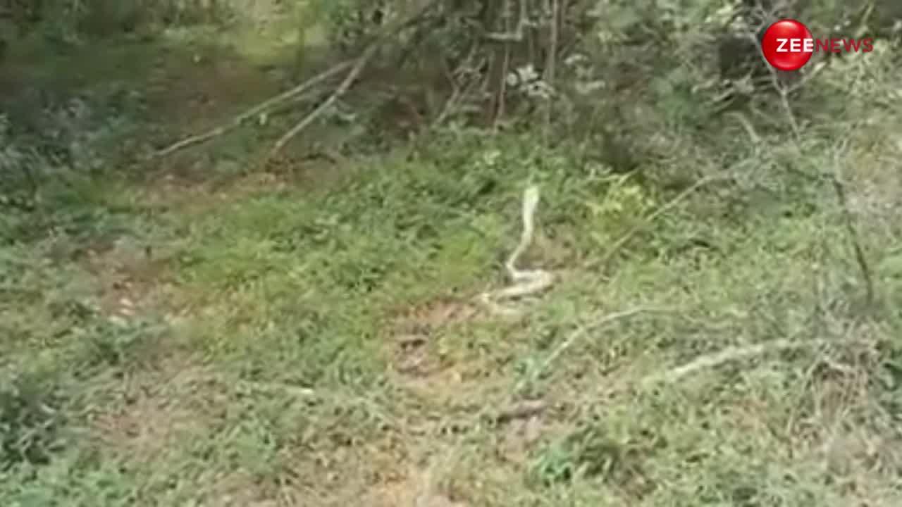 King Cobra Video: यहां दिखा क्यूट सफेद सांप, जंगल में ऐसे इतराते हुए चला जैसे कोई हीरो!