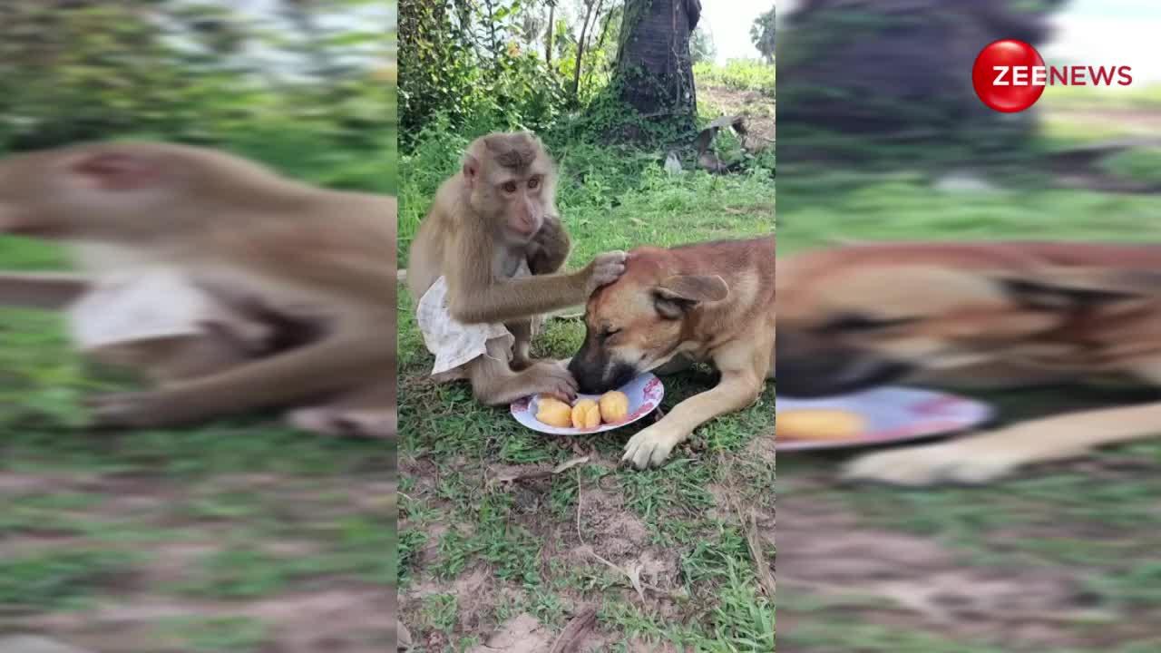 यूट्यूब पर वायरल हुआ बंदर और कुत्ते की दोस्ती का गजब वीडियो, एक ही प्लेट में खाना खाते हुए आए नजर