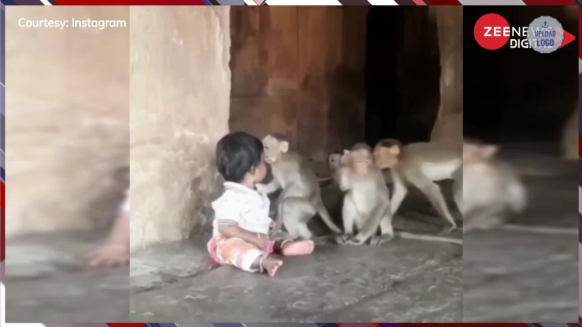 Viral: 'कभी प्यार से दुलारा, कभी लगाया गले'.. बंदरों ने की बच्चे के साथ मस्ती, मासूमियत देख आ जाएगा दिल