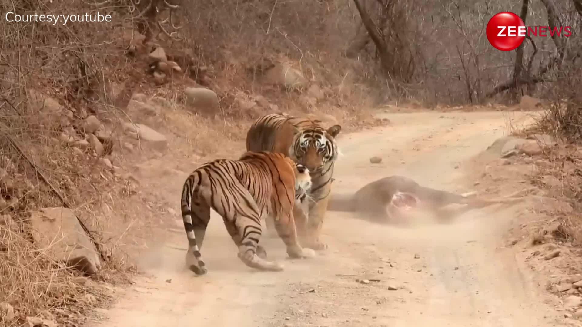 बाघ का शिकार छीनना बाघिन के लिए हुआ खतरा, जान पर बन आई बात