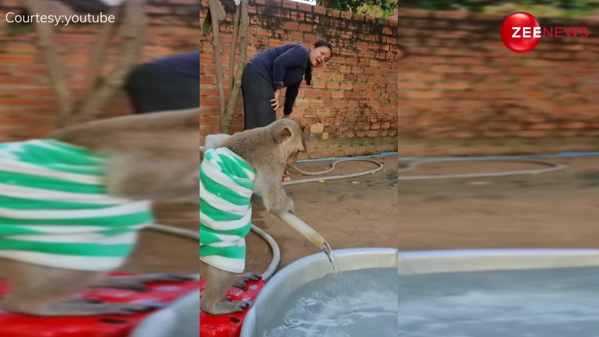 Monkey Bath: लो जी! नीचे तौलिया लपेट बंदरिया चली नहाने, वीडियो देख हस्ते-हस्ते लोट-पोट हुए लोग