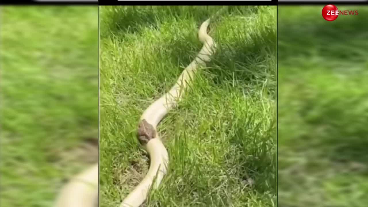 Cobra Frog Video: मेंढक ने की कोबरा की सवारी, ऊपर बैठकर लिए जंगल में नजारों के मजे, पहले नहीं देखा हो ऐसा वीडियो