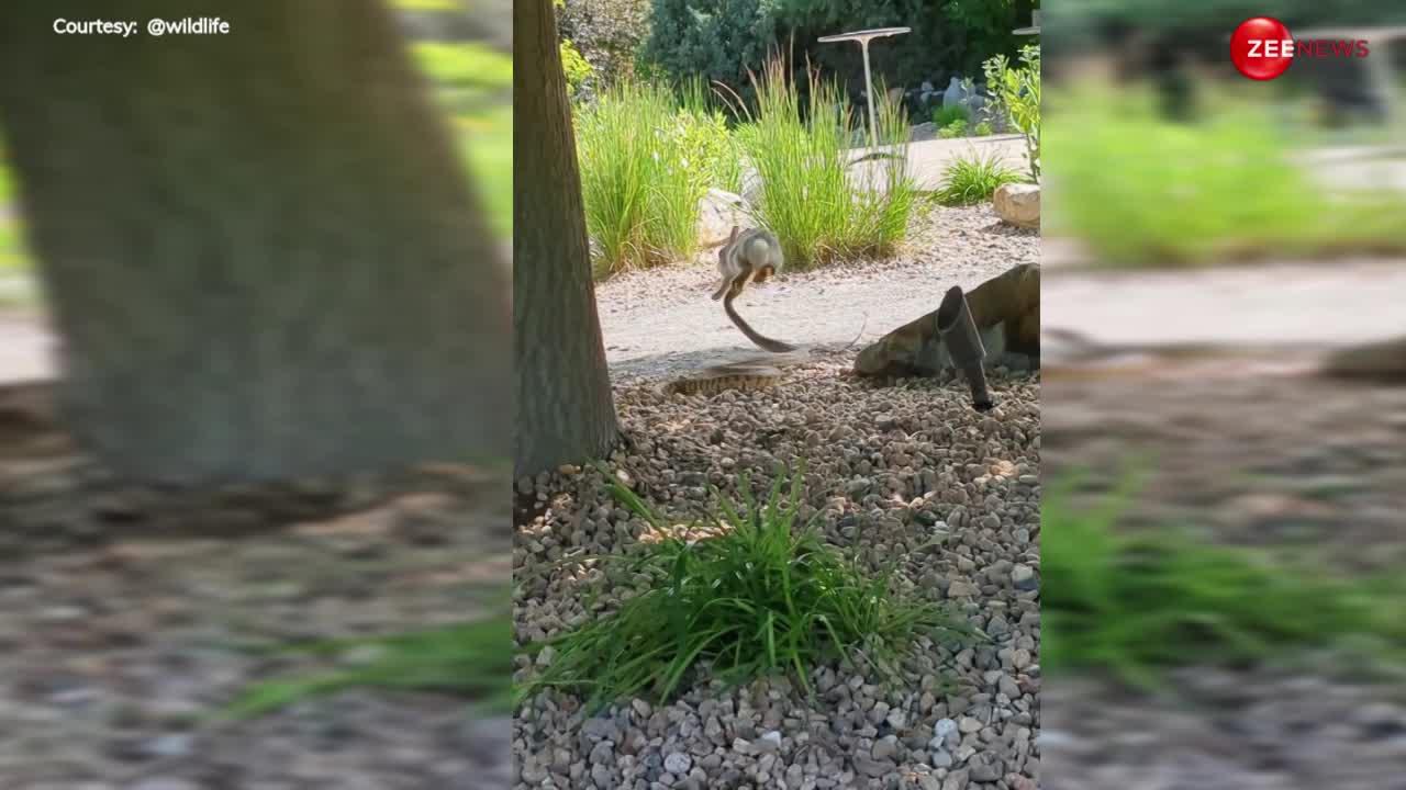 Cobra Rabbit Video: कोबरा ने लिया खरगोश से पंगा तो पड़ा भारी, दो चपेड़ में ही हो गई बत्ती गुल, दुम दबाकर भागता दिखा सांप