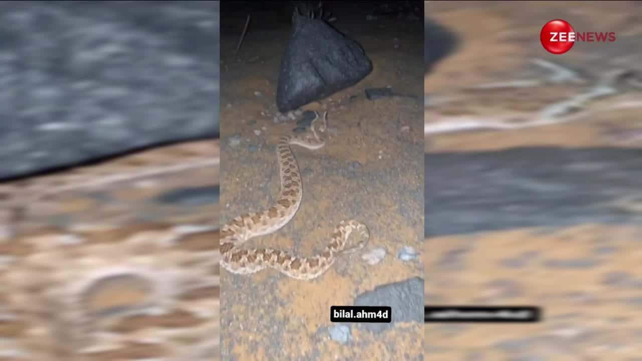 सड़क के बीचों-बीच दिखा 2 सींग वाला किंग कोबरा सांप, अजीबो-गरीब नागराज का वीडियो जिसने देखा उसके उड़े होश