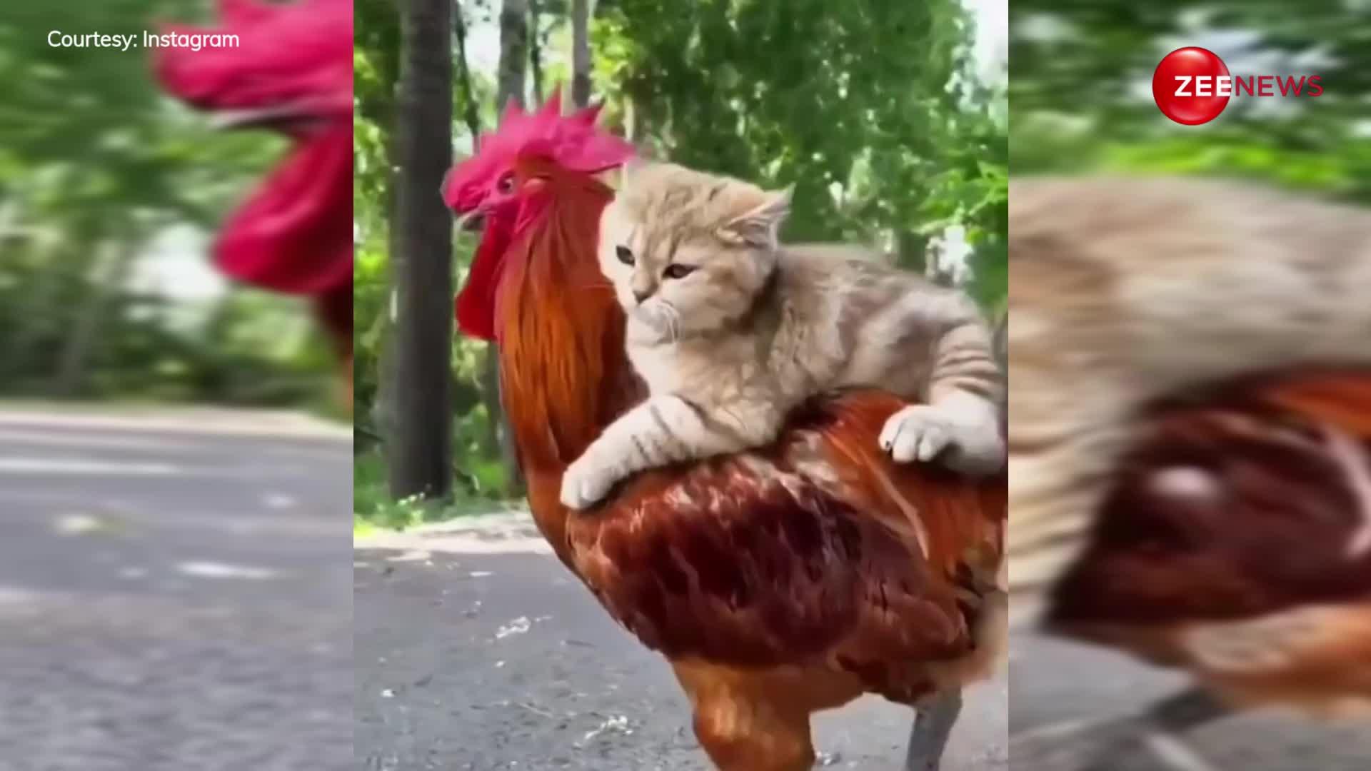 बिल्ली के बच्चे ने की मुर्गी की सवारी, ये क्यूट वीडियो बना देगी आपका दिन