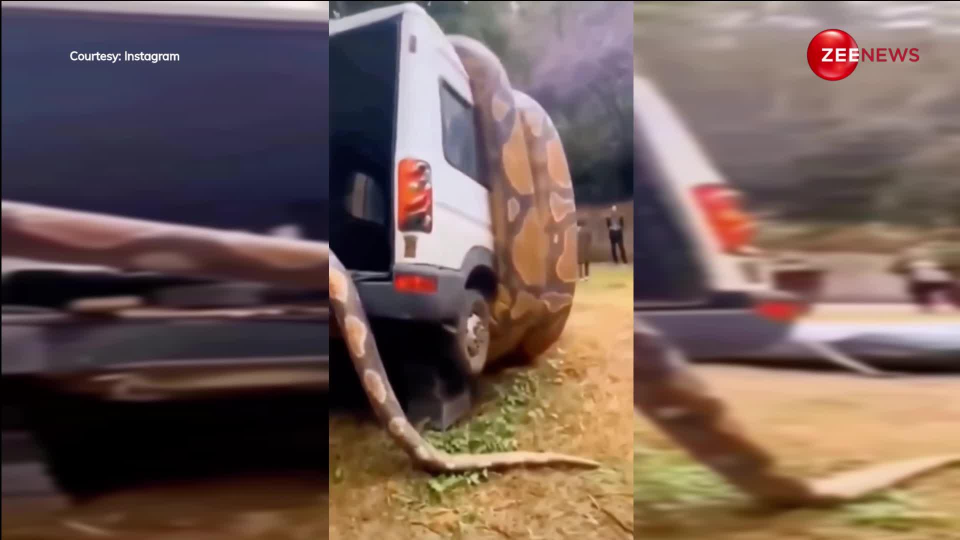Python Video: पहाड़ों पर घूमने गए लोगों को मिला इतना 40 फुट का अजगर, SUV पूरा लपेटे में ले लिया