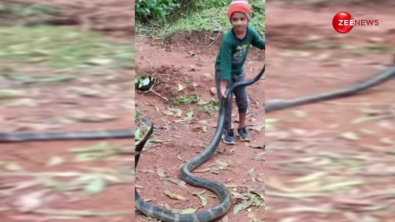 बदमाश बच्चे ने किंग कोबरा की बुरी कर दी हालत, जंगल के बीच पूंछ पकड़कर ऐसे घुमाया कि याद आ गई सांप को नानी