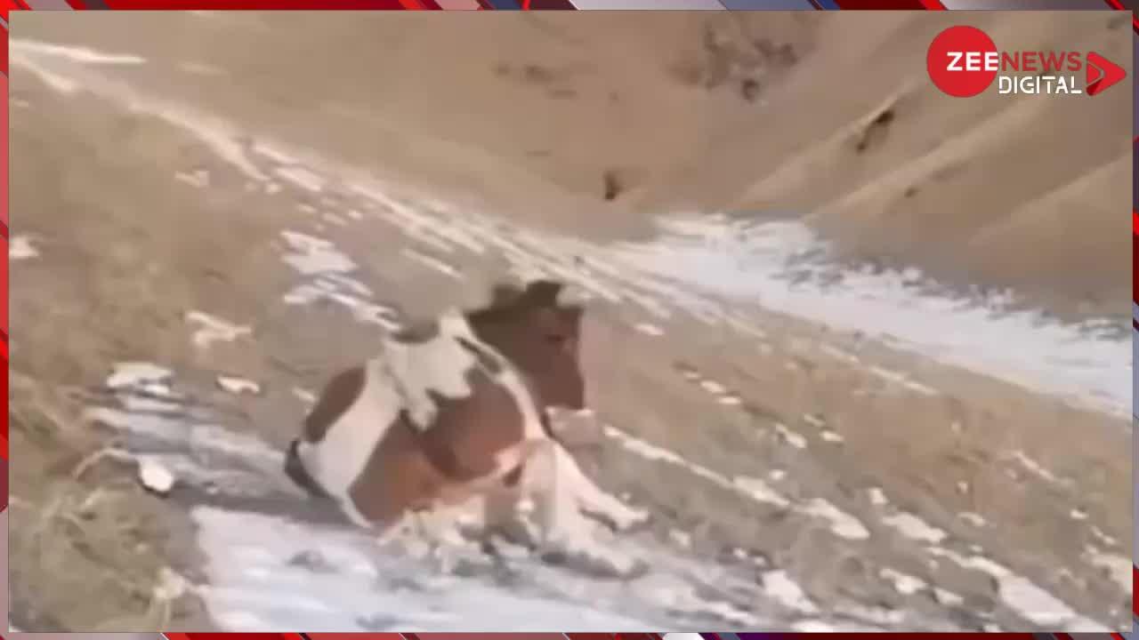 गाय ने उठाया बर्फ का लुफ्त, सोशल मीडिया पर वायरल हो गया वीडियो