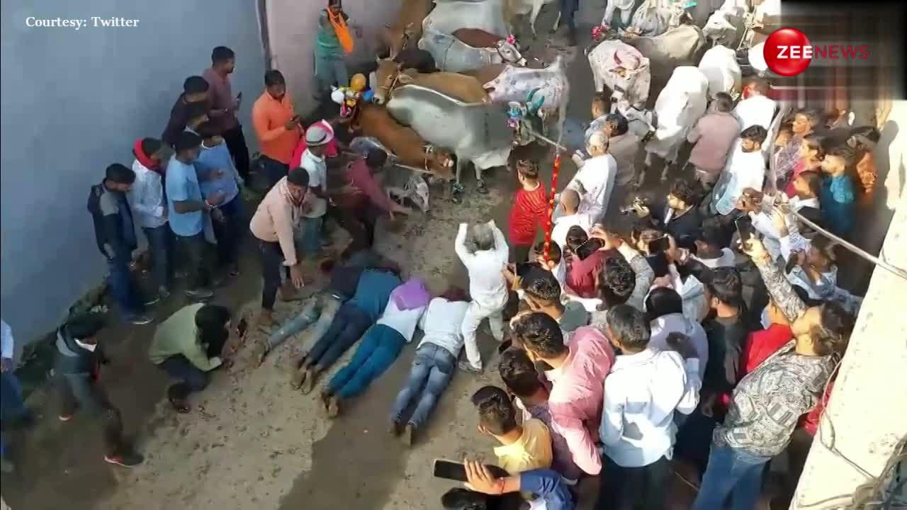 दिवाली के एक दिन बाद इस गांव में होता है 'मौत का खेल', जमीन पर लेटकर गाय से खुद को कुचलवाते हैं लोग
