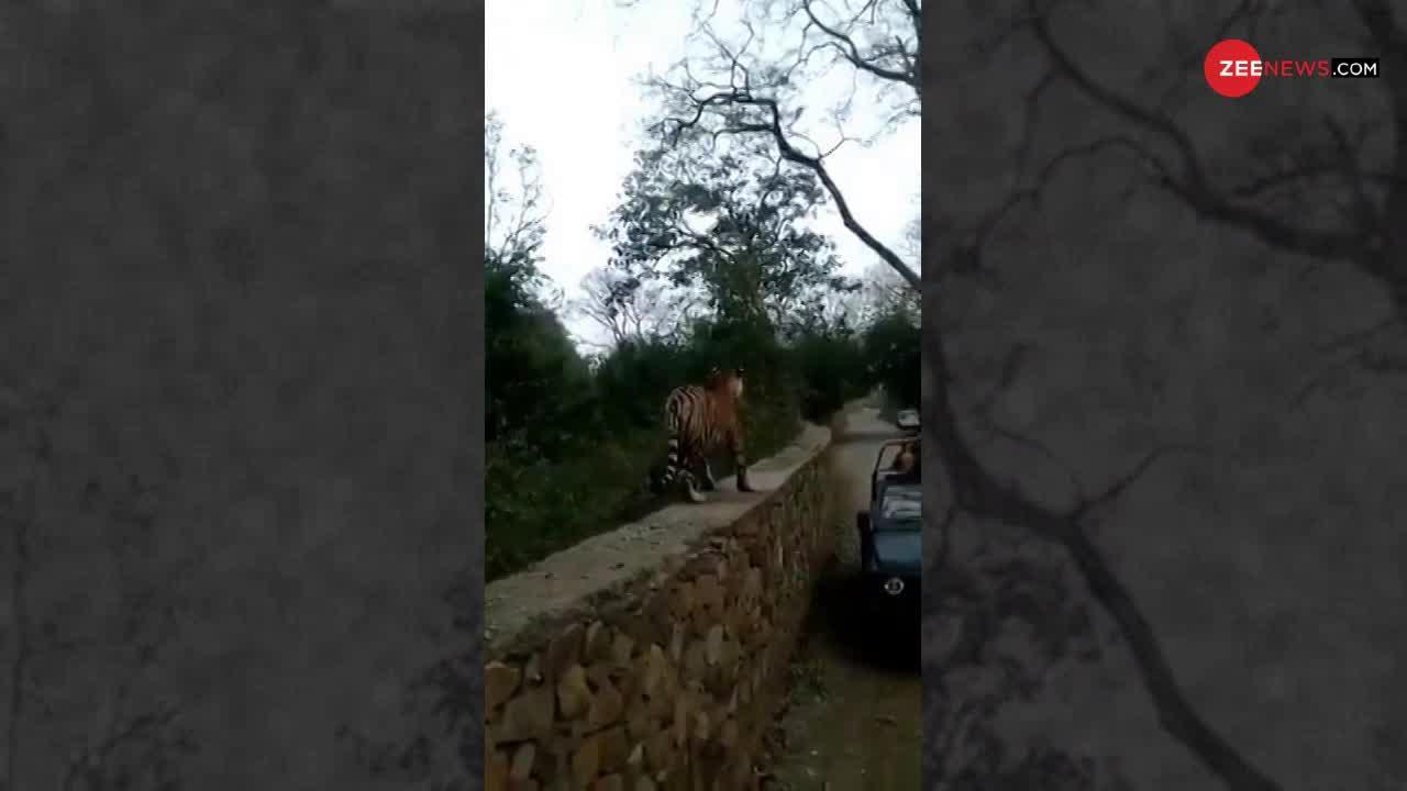 Viral Video : फोटो खीचतें हुए लोगों की तरफ झपटा बाघ, जैसे-तैसे बची जान