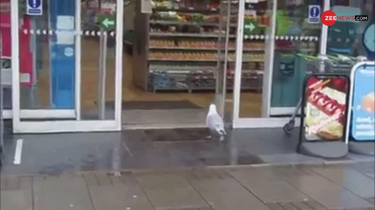 Watch: पहले दुकान के अंदर 'शान' से गया पक्षी, उठाया पैकेट और फिर...