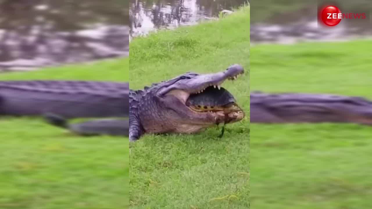 Crocodile Turtle Viral Video: किस्मत हो तो ऐसी! मौत को छूकर जिंदा लौटा कछुआ, मुंह ताकता रह गया मगरमच्छ...