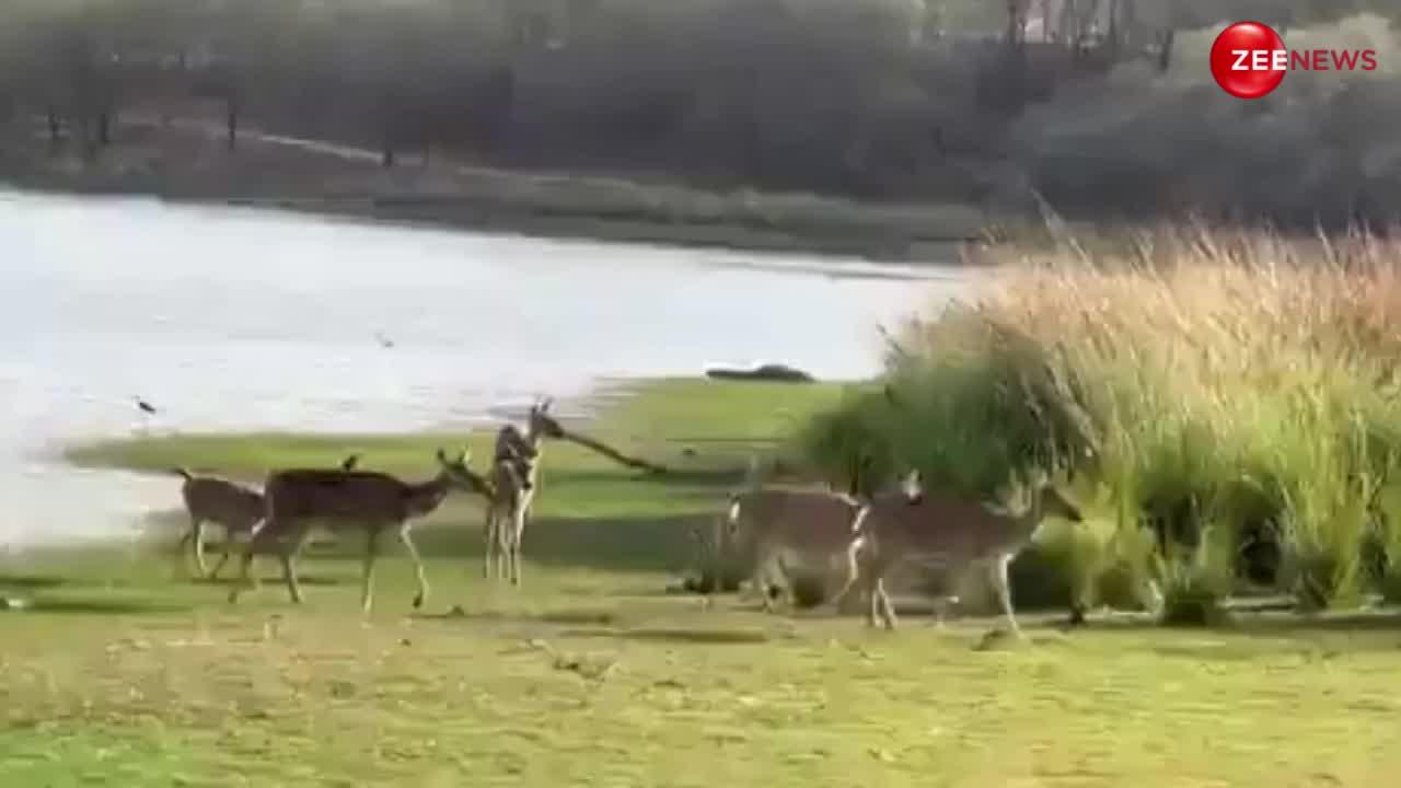 Tiger Deer Shocking Video: हिरण नदी किनारे मजे में आए थे पानी पीने! तभी झाड़ियों से निकला टाइगर और फिर....