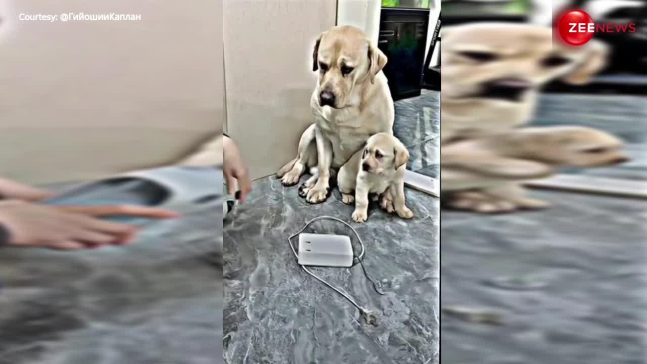 Mother's Day Dog Cute Video: शख्स ने छोटे Puppy को मारने के लिए उठाई चप्पल, तो डॉगी की निकली ममता, करोड़ों लोगों ने देखा वीडियो