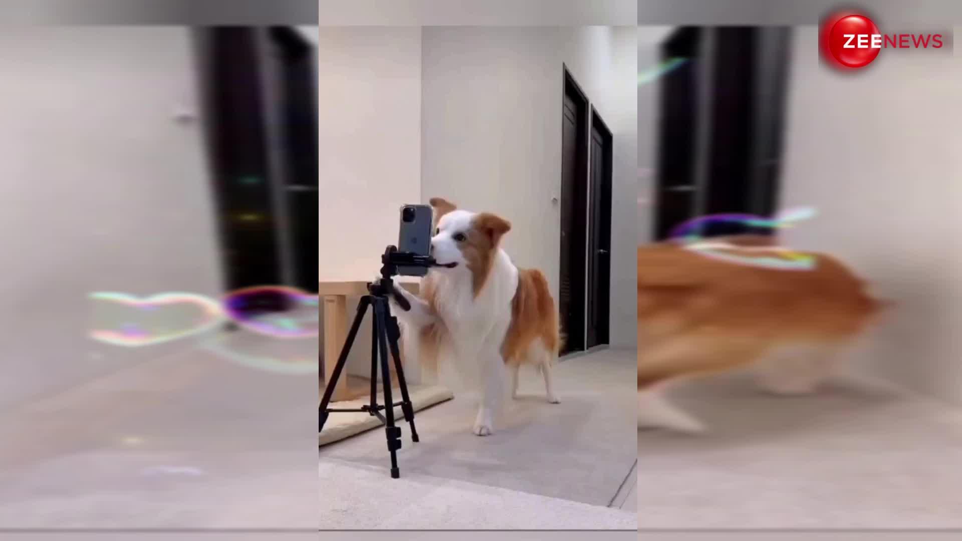 Dog viral video: मालिक का फोन चुराकर कुत्ते ने बना डाली अपनी डांस वीडियो, कुत्ते की चालाकी की दाद देने लगे लोग